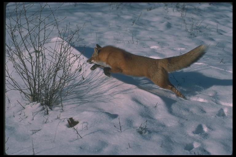 Red Fox01-Running On Snow.jpg