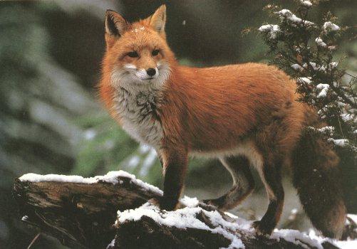 Red Fox03.jpg