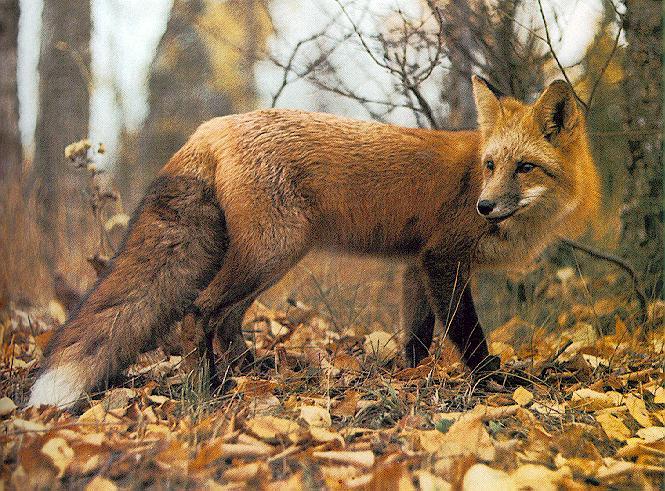Red Fox05.jpg