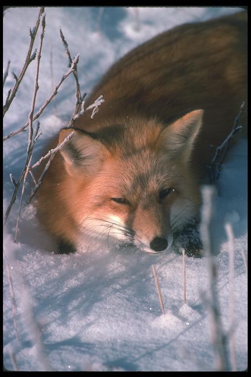 Red Fox05-Deep In Snow.jpg