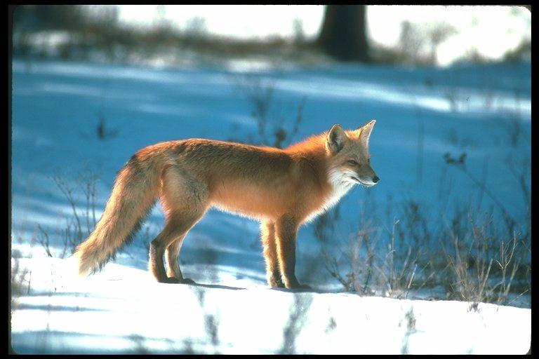 Red Fox06-Standing On Snow.jpg