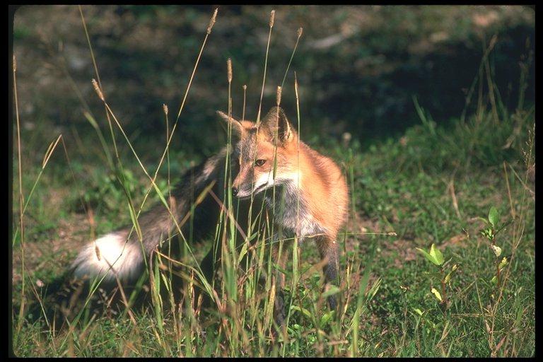 Red Fox07-Standing On Grassland.jpg