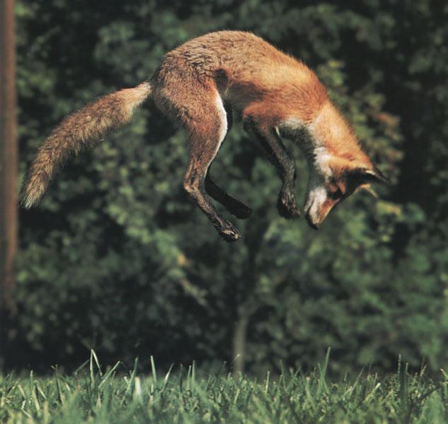 Red Fox1-High Jumping.jpg
