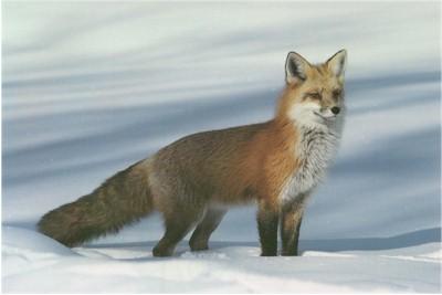 Red Fox1-Standing In Snow.jpg