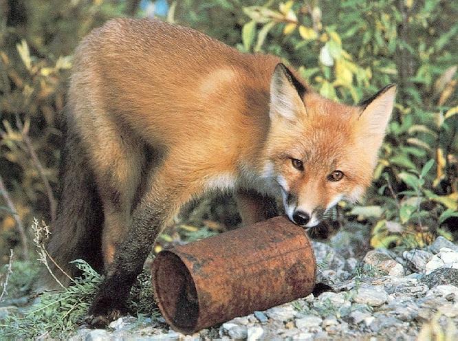 Red Fox2-Playing with can.jpg