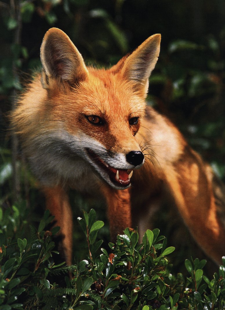 Red Fox2-Snarls-In Bush-Closeup.jpg