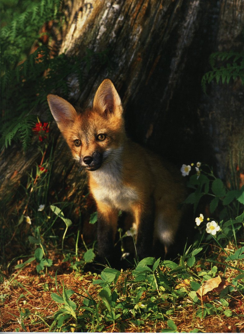 Red Fox3-Puppy out out burrow.jpg