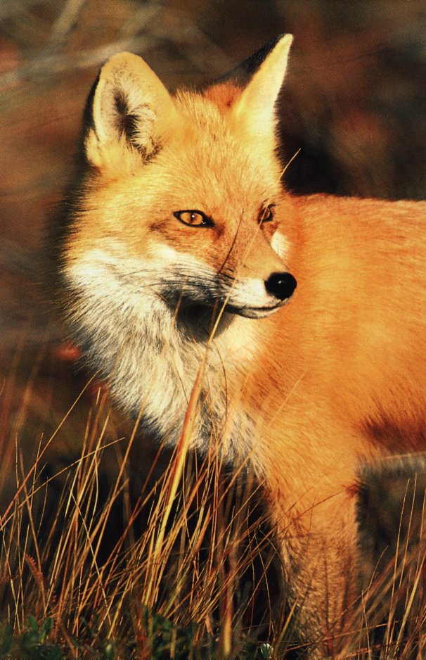 Red Fox4-Looks back-Closeup.jpg