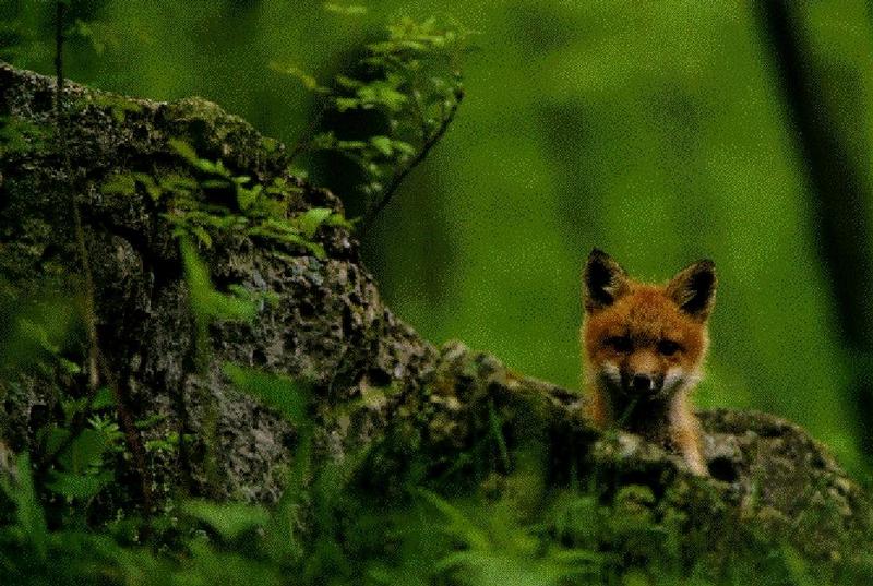 Red Fox-cheek cub-In Earth.jpg