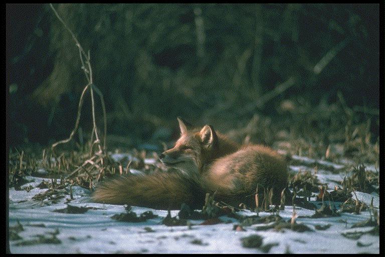 109003-Red Fox Crouching On Snow.jpg