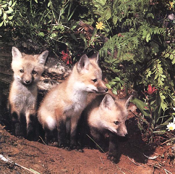 Red Foxes 101-3 Cute Puppies out of burrow.jpg