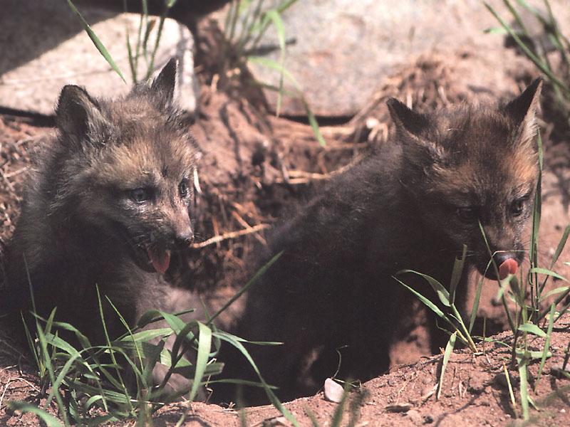 Red Foxes 103-2 puppies out of burrow.jpg