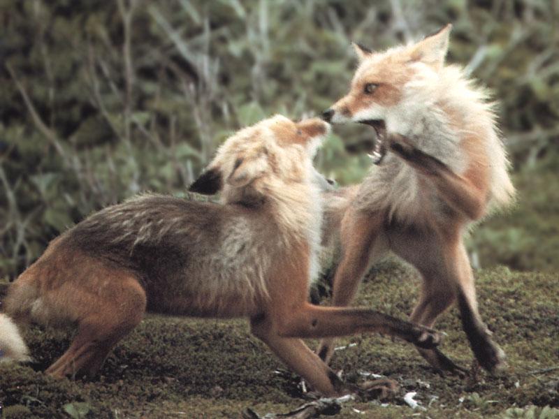 Red Foxes 105-fighting.jpg