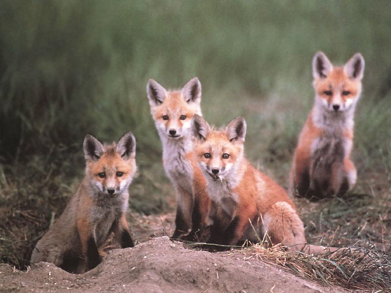Red Foxes 109-4Puppies.jpg