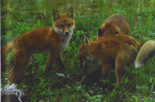 Red Foxes-3 Romper Cubs1.jpg