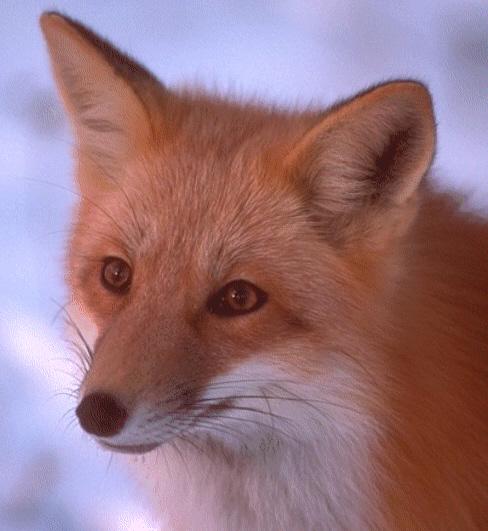 Red Fox-Face Closeup.jpg