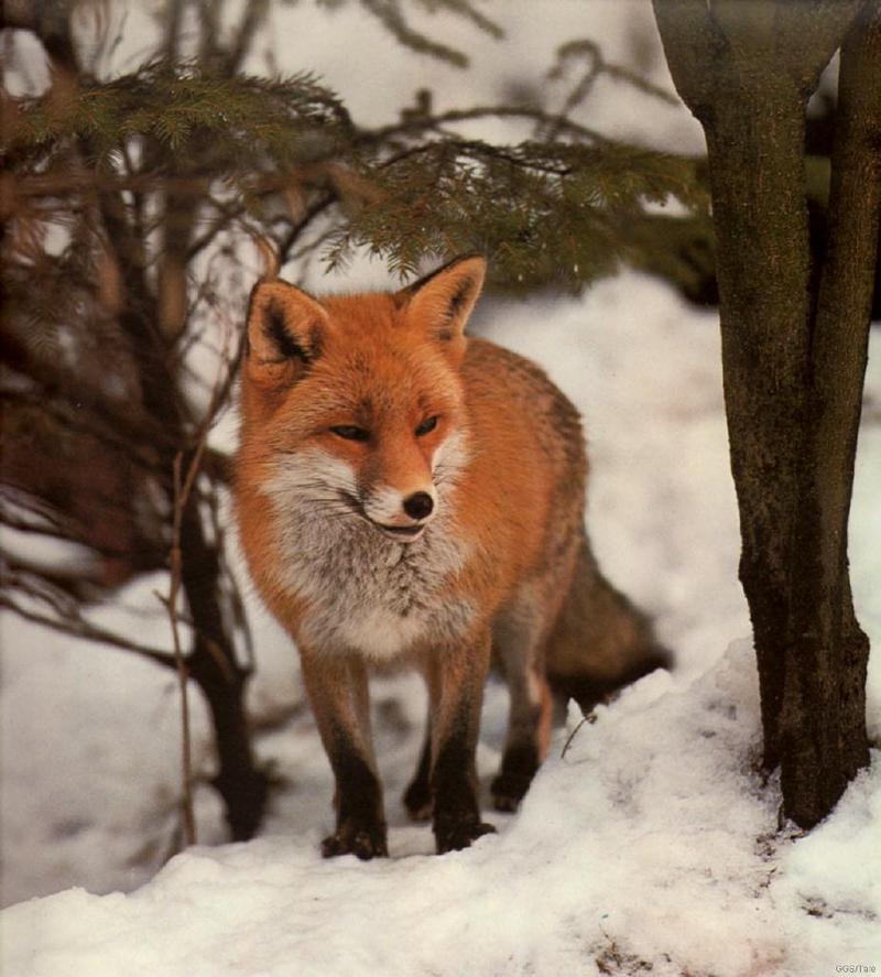 Red Fox-fuchs.jpg