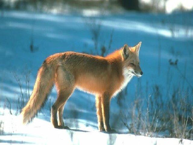 Red Fox-on snow.jpg