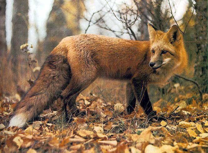 Red Fox-On Autumn Leaves.jpg