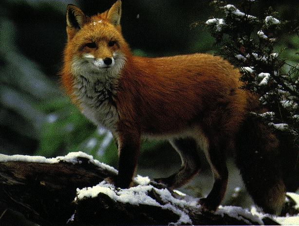 Red Fox-Standing On Rock-finsnow.jpg