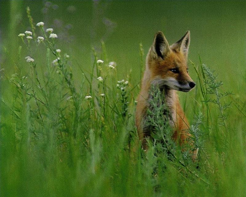 Red Fox-Stands In Thick Grass-cubperk.jpg