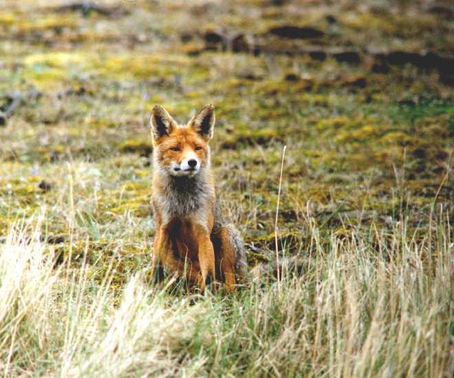 reintje5-Red Fox-by Eduardo Sabal.jpg