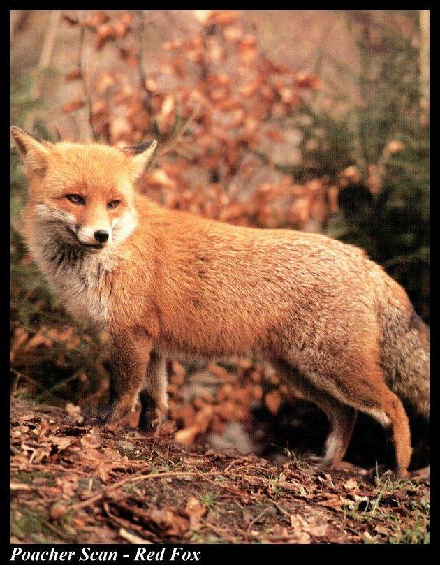 Ww023-Red Fox looks back on Autumn field.jpg