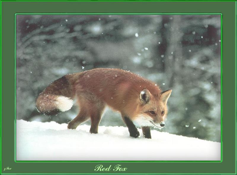 zfox wildlife 02 06 red fox.jpg