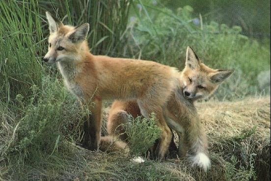 foxes.jpg
