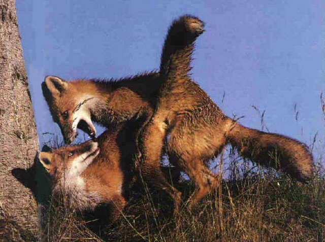 Foxes-Mating3.jpg