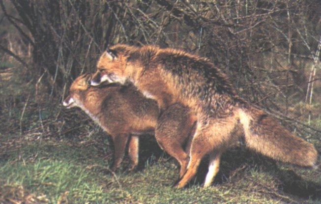 Foxes-Mating5.jpg