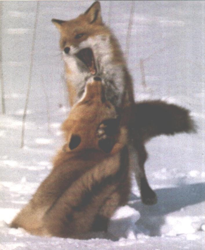 Foxes-Mating6.jpg
