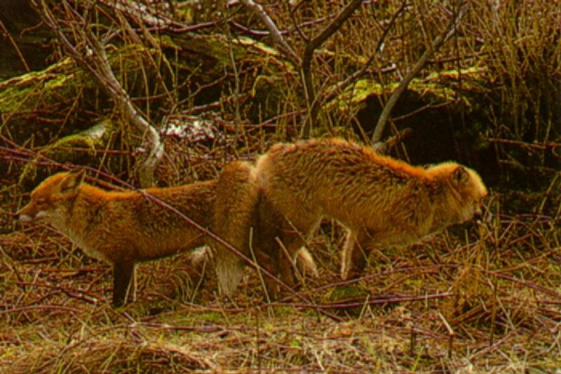 Foxes-Mating7.jpg