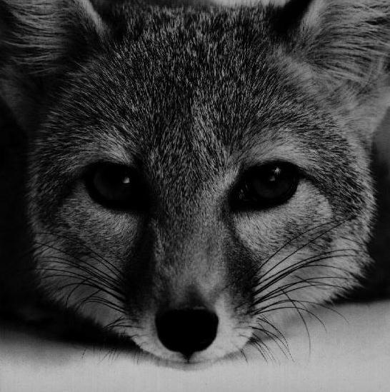 foxhead.jpg
