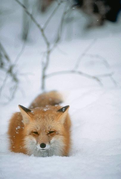 Snow Fox12.jpg