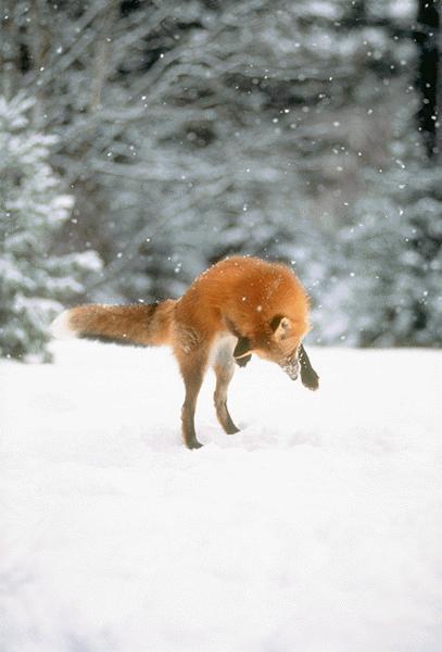 Snow Fox13.jpg