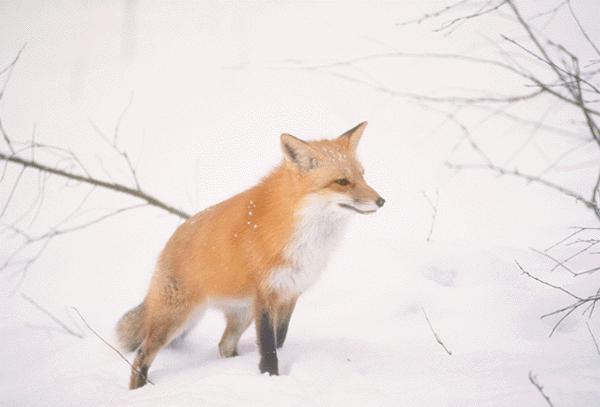 Snow Fox15.jpg