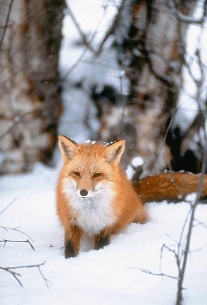 Snow Fox16.jpg