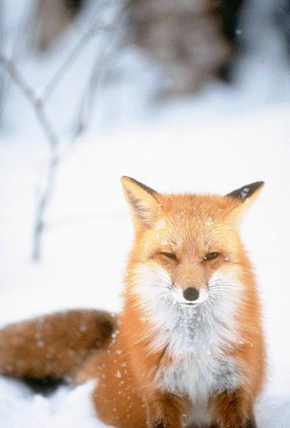 Snow Fox17.jpg