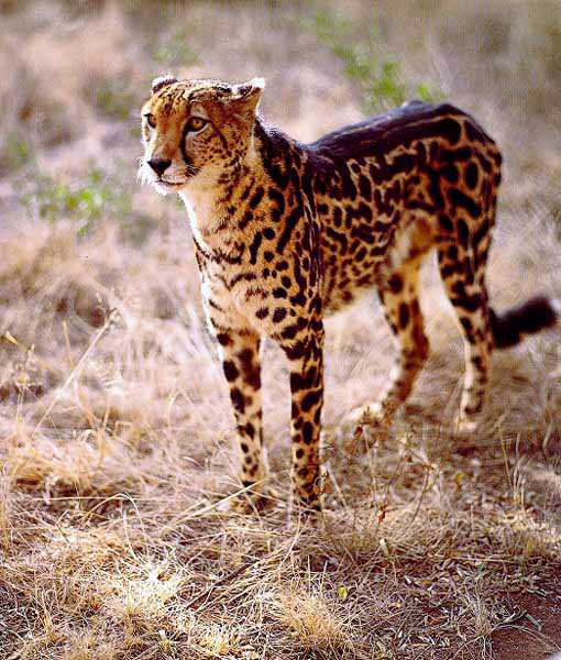 Cheetah05-King Standing.jpg
