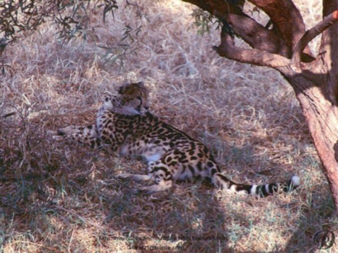 Fcheta1-King Cheetah-Relaxing under shadow.jpg