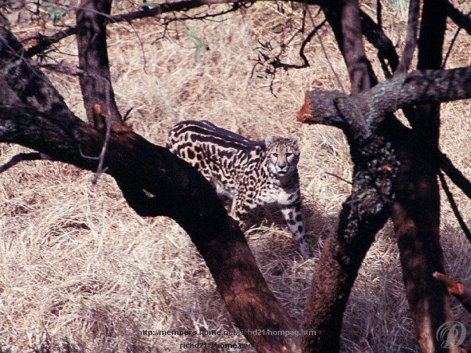 Fcheta3-King Cheetah-Under tree.jpg