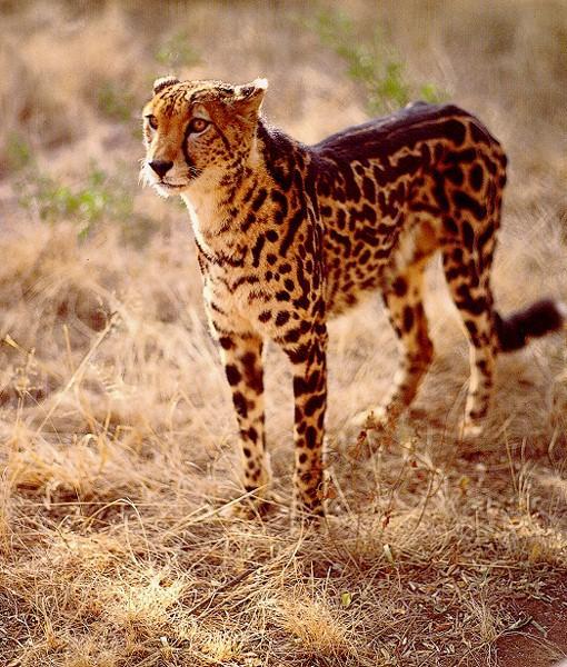 King Cheetah 01-standing on grassland.jpg