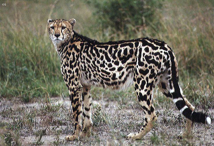 King Cheetah03-On Plain.jpg