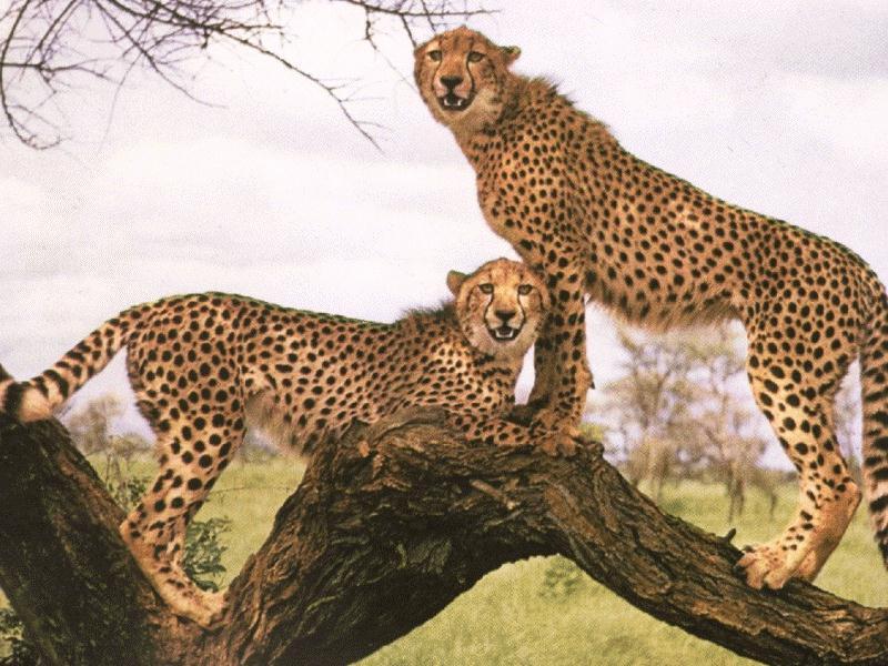 2 cheetahs On Tree.jpg