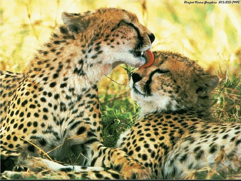 2 young Cheetahs.jpg