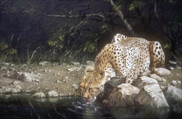 319022-Cheetah-Lapping Water.jpg