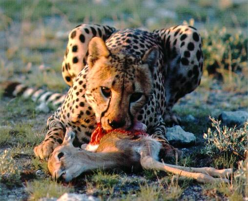 afwld027-Cheetah-Dinner-Young Antelope.jpg