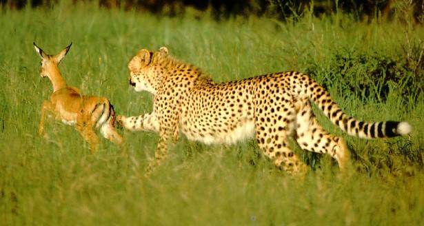 afwld027-Cheetah-Hunting-Young Antelope.jpg