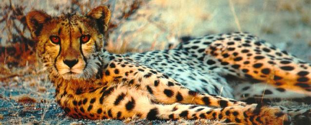 afwld032-Cheetah-Relaxing.jpg